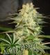 Mag Afghan Mag Afghan