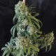 Apollo 13 Indica Apollo 13 Indica