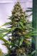 Apollo 13 Sativa Apollo 13 Sativa
