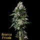 Kosher Kush Kosher Kush