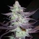 Purple Wreck Purple Wreck